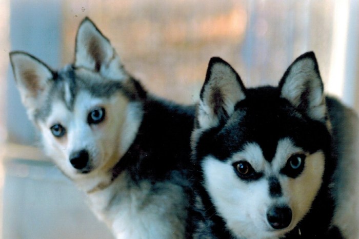 Kitto Parents Karma And Sachi