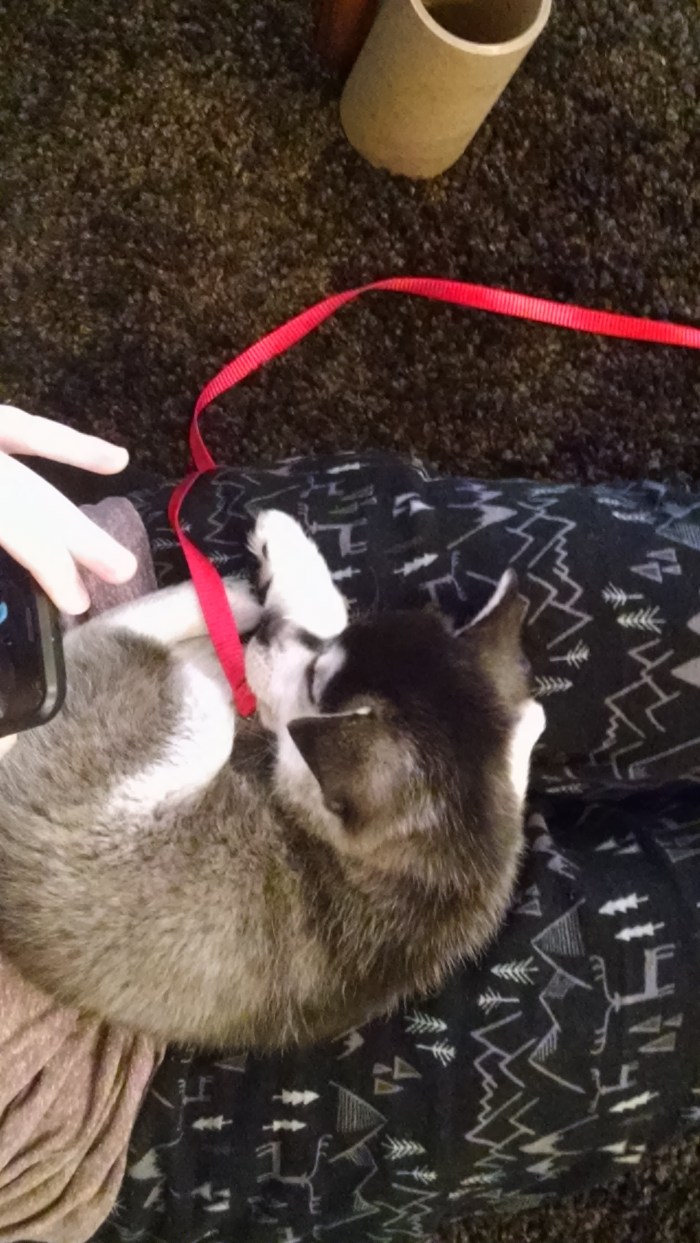 I trained Jess to pet nice