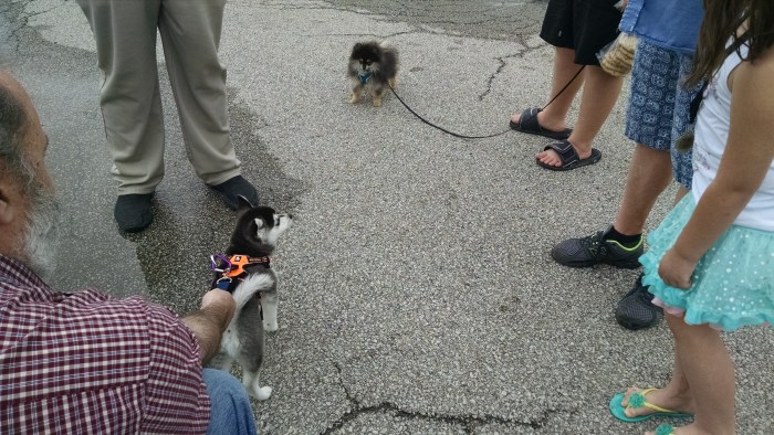 Giants And A Pomeranian.jpg